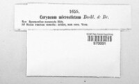 Coryneopsis microsticta image